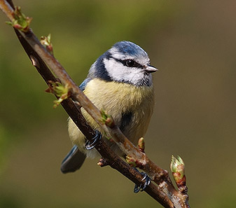 Cyanistes caeruleus